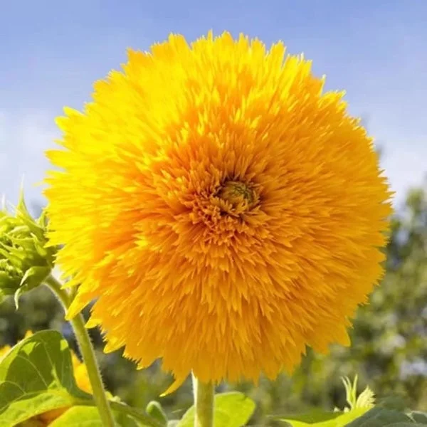 100 Seeds Teddy Bear Sunflower