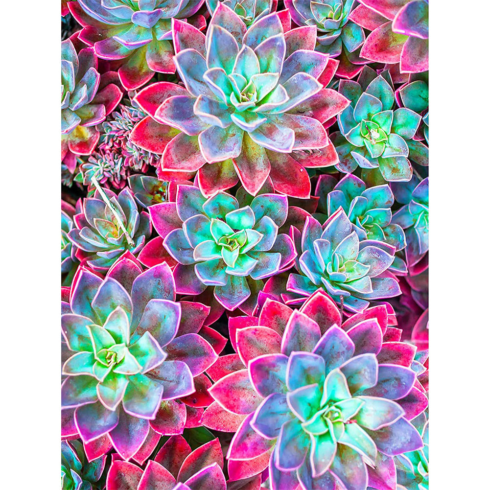 Color Succulents 30*40CM(Canvas) Full Round Drill Diamond Painting gbfke