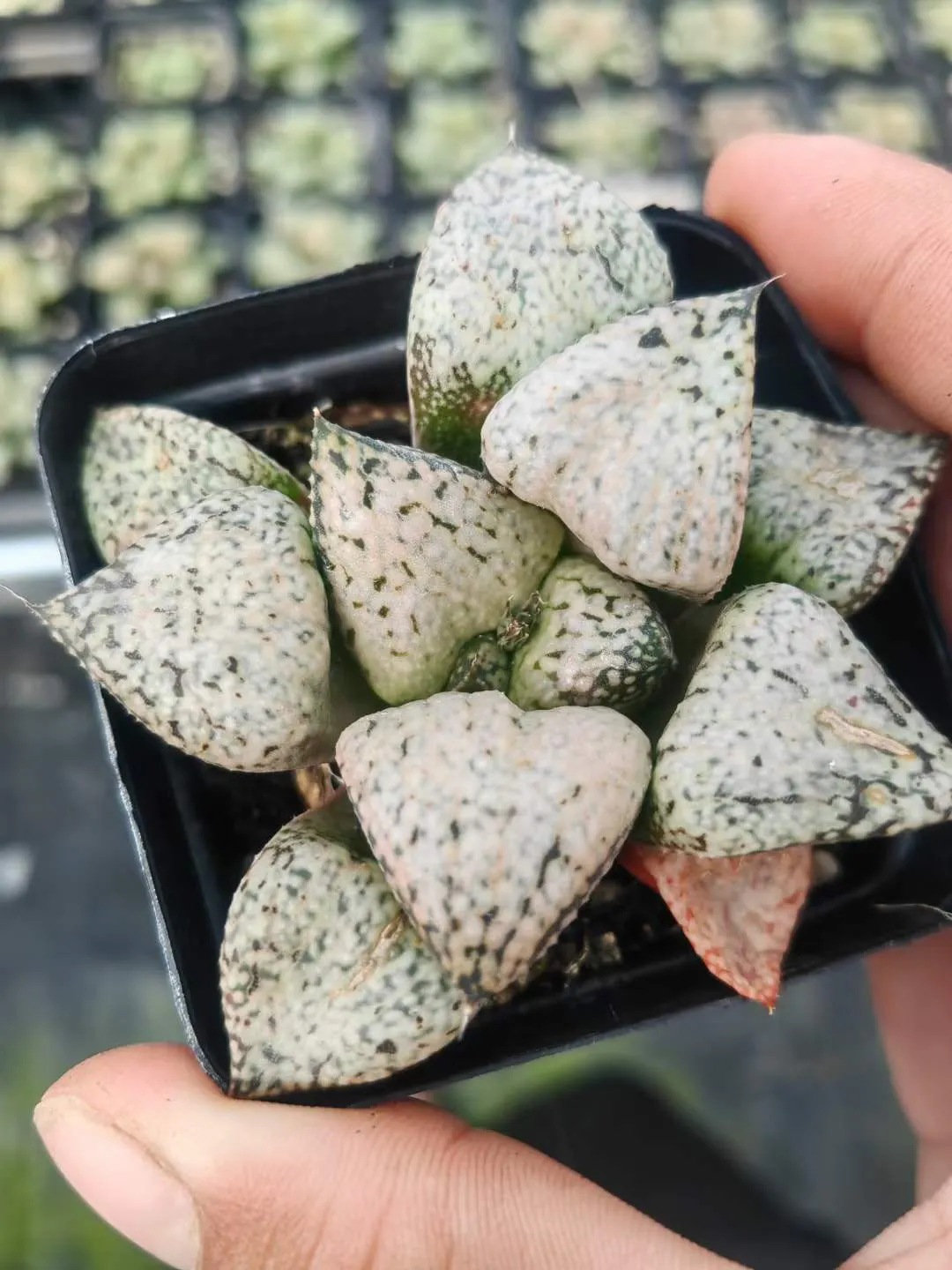 plant Aeonium Echeveria Haworthia  Caudex  Lithops Cactus  Agave 