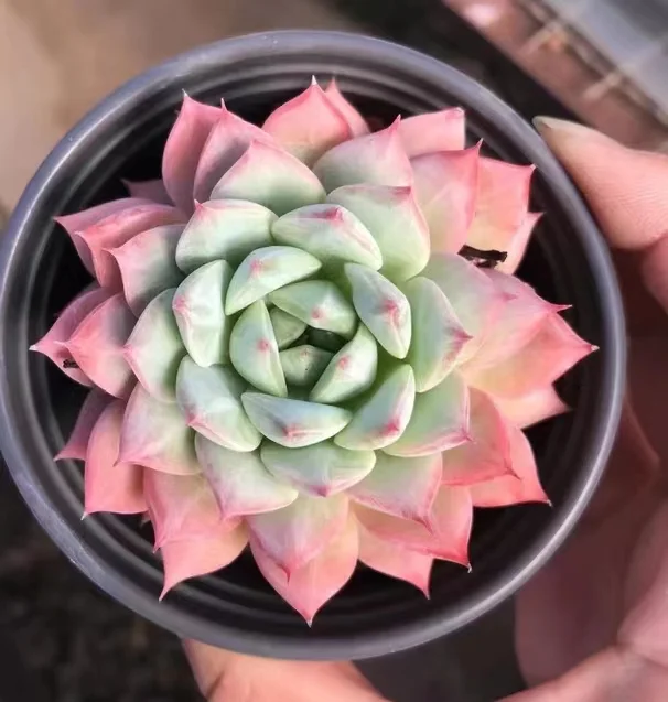 725.   Bluebird Champagne singel head  4-5cm / Echeveria / Succulent plants / Garden landscape / Carefully select healthy plants