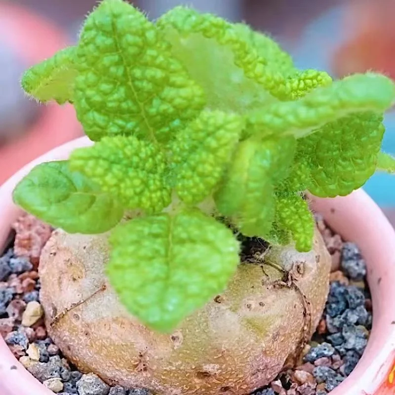 plant Aeonium Echeveria Haworthia  Caudex  Lithops Cactus  Agave 