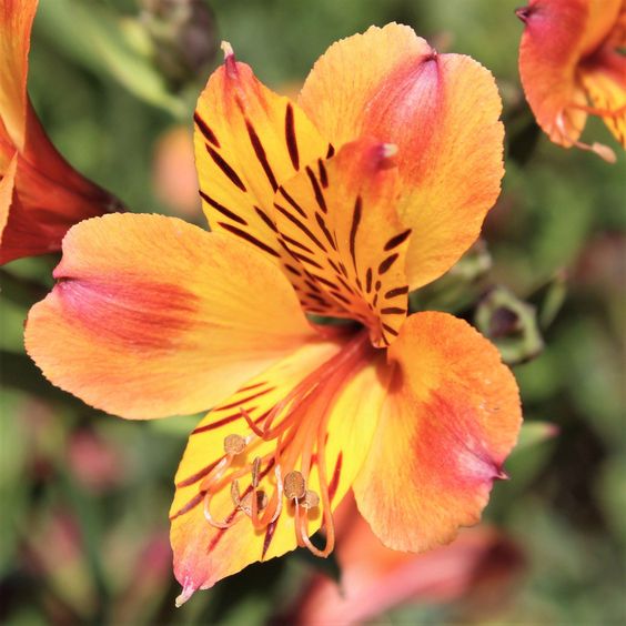 Alstroemeria Pulchra"Orange" Jonyparkseed®