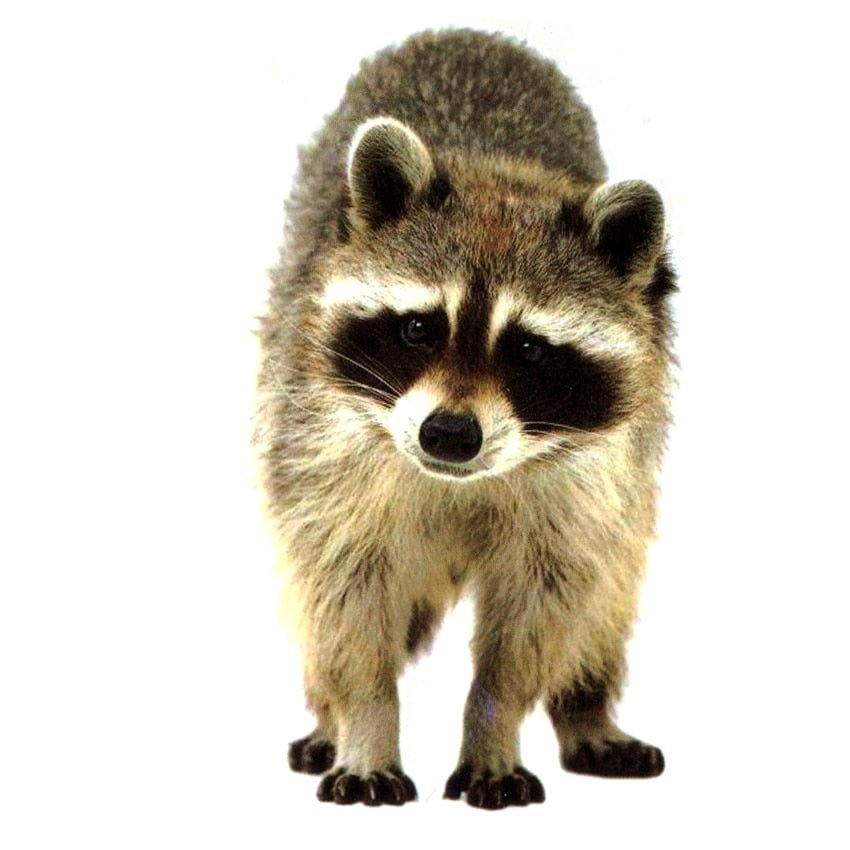 Raccoon Waterproof Temporary Tattoo Sticker Tatuagem Bear Fake Tattoo The Flash Cute Animals Tatoo Temporary Stickers
