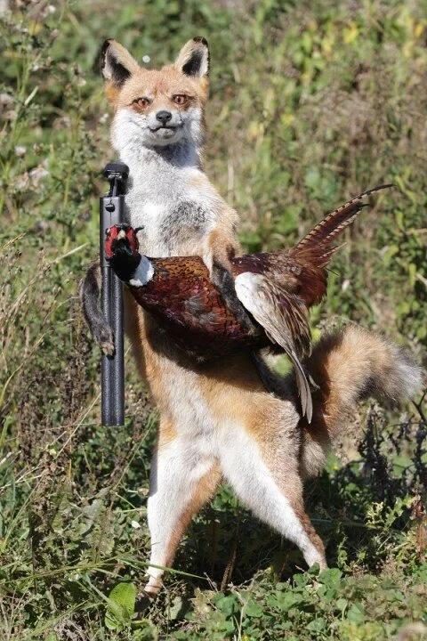 Unique Stuffed Hunting Fox With Pheasant