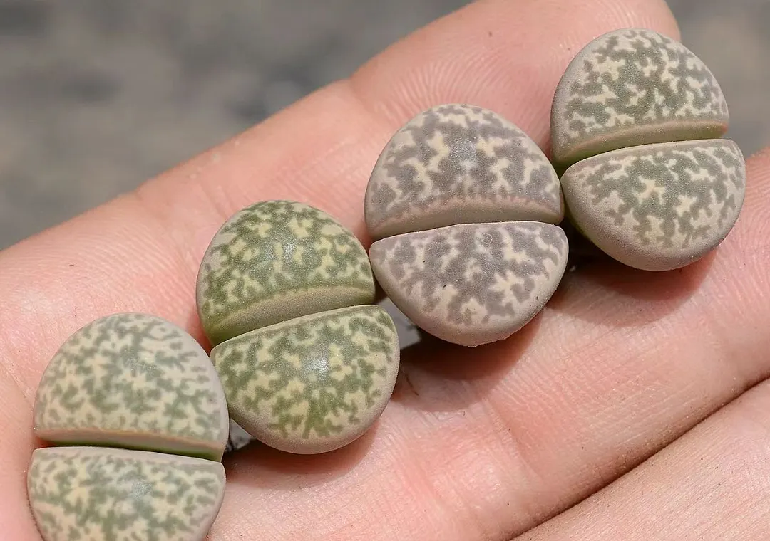 plant Aeonium Echeveria Haworthia  Caudex  Lithops Cactus  Agave 
