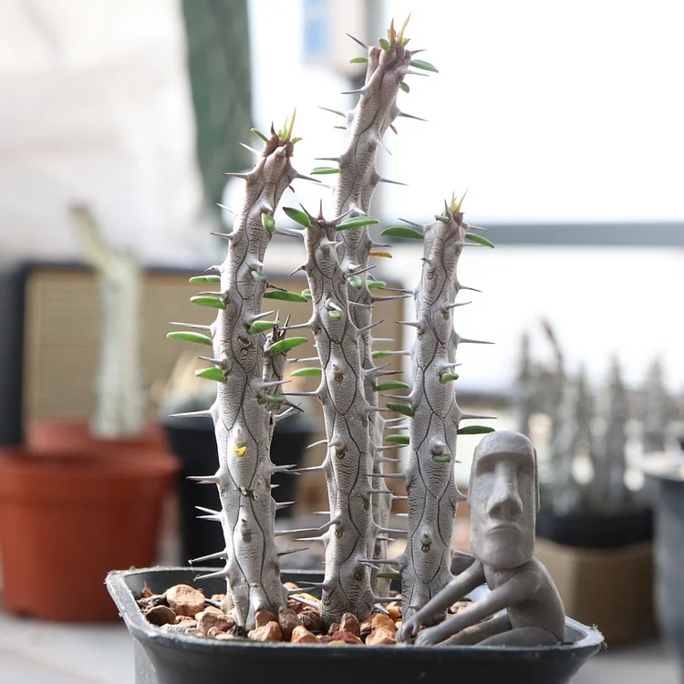 Euphorbia Tirucalli Seeds - “Dragon Tree” or “Pencil Cactus”