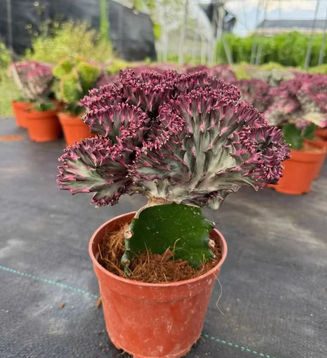 plant Aeonium Echeveria Haworthia  Caudex  Lithops Cactus  Agave 