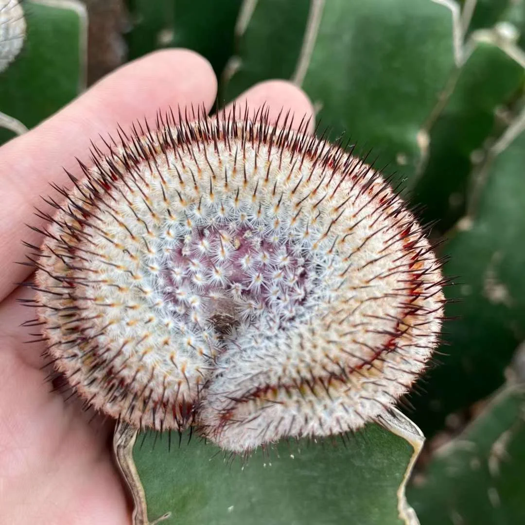 669.  Mammillaria perezdelarosae subs.andersoniana crested  single head  7-8cm /Cactus plants  / Succulent plants/Garden landscape / Carefully select healthy plants