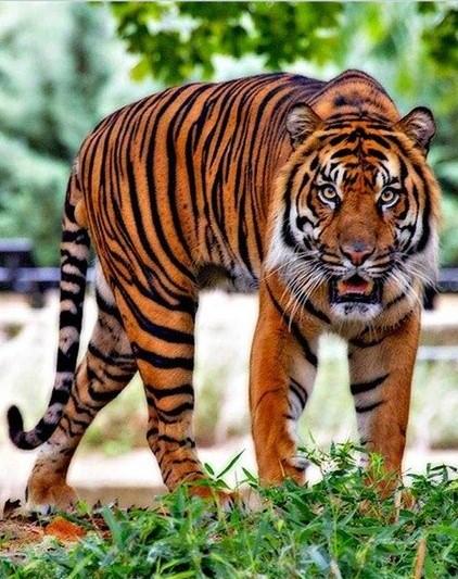

Old Tiger – Paint By Numbers - 40*50CM, 501 Original