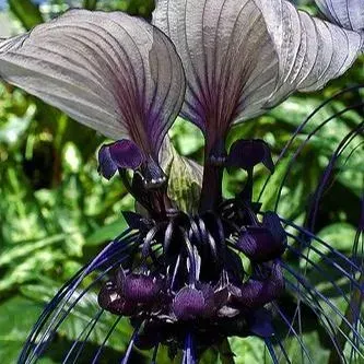 Rare Exotic White Bat Flower