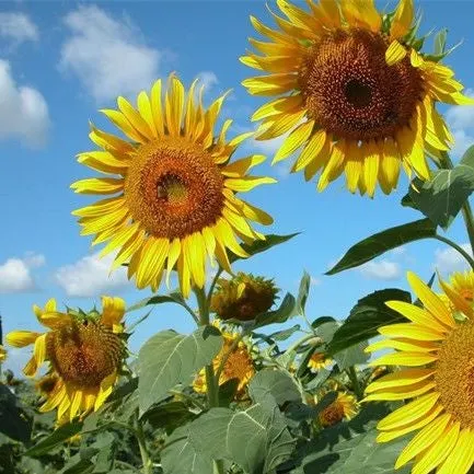 50 Pcs Smiley Sunflower