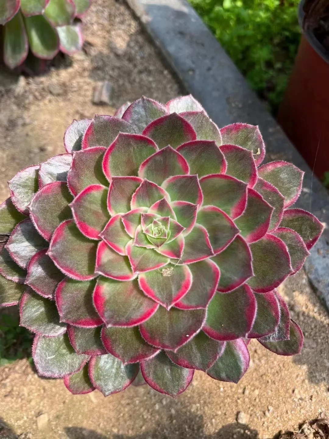 plant Aeonium Echeveria Haworthia  Caudex  Lithops Cactus  Agave 