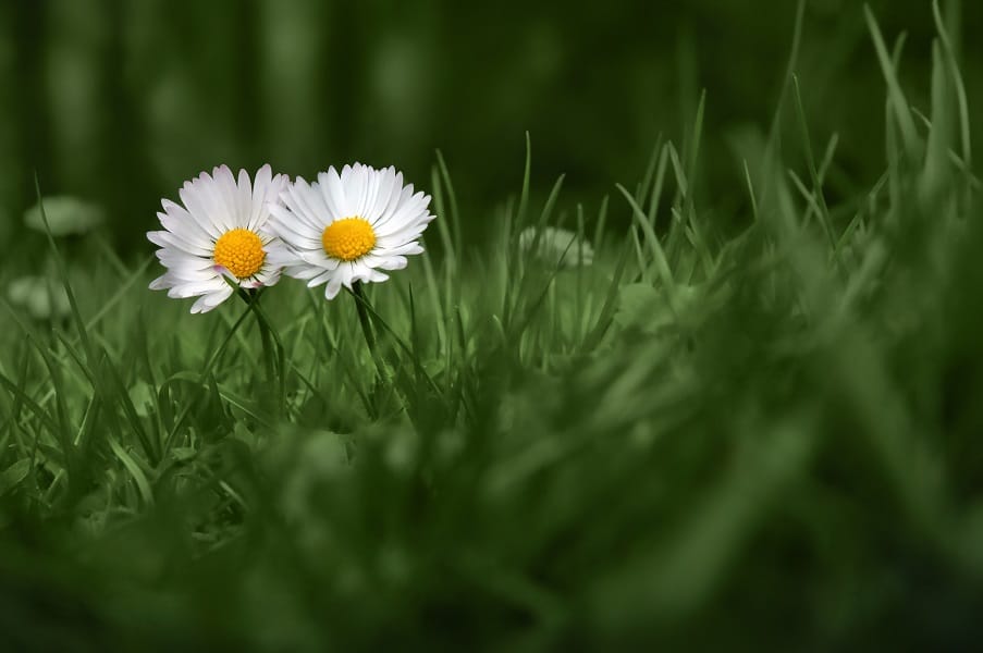 

Dizzy Over Daisies – Paint By Numbers - 40*50CM, 501 Original
