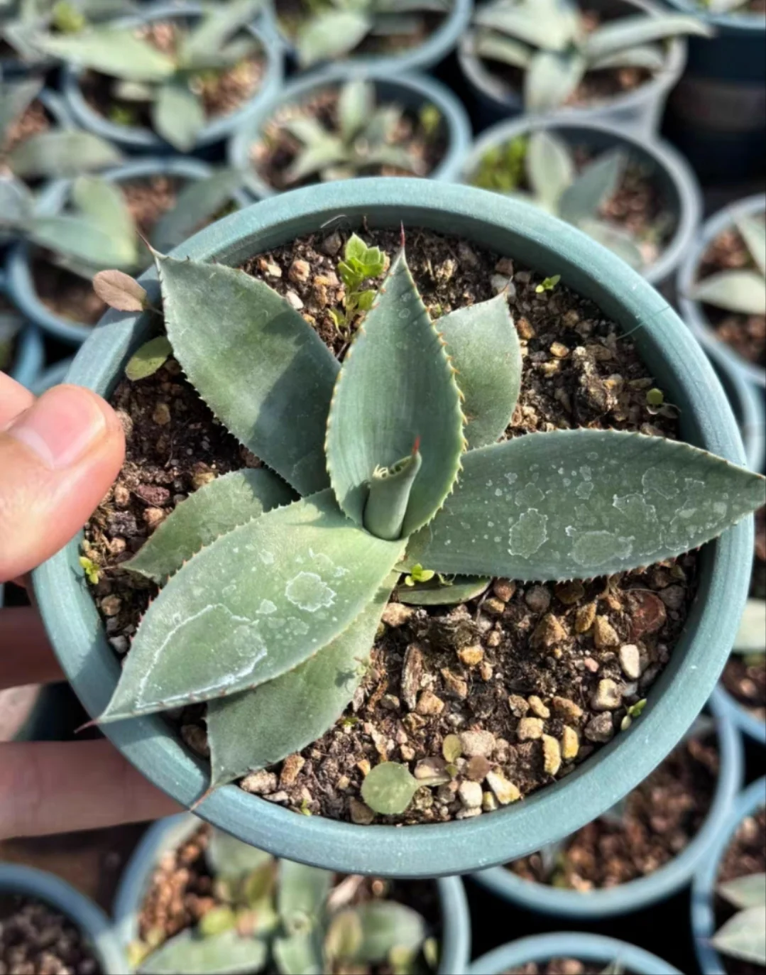 plant Aeonium Echeveria Haworthia  Caudex  Lithops Cactus  Agave 