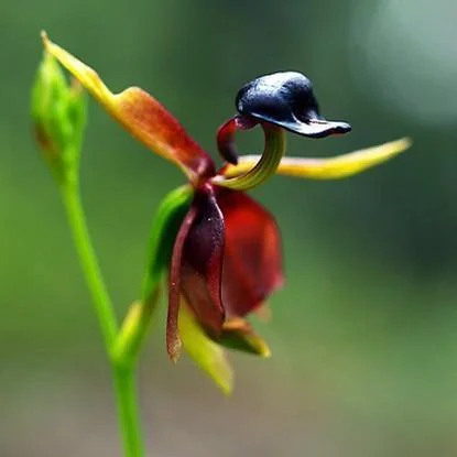 This Orchid Looks Like an Adorable Flying Duck