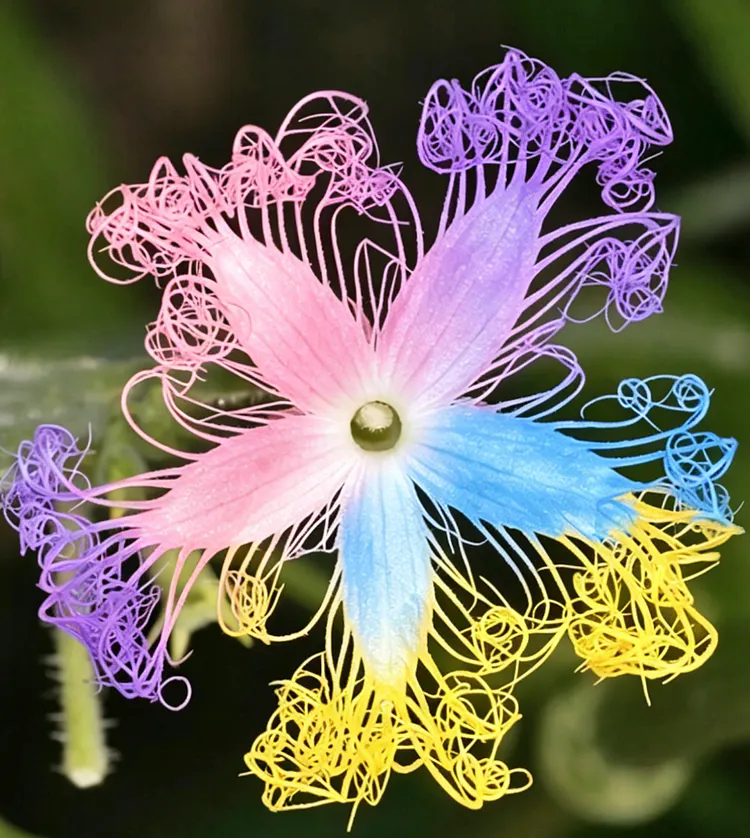 🌙🤍 Rare Snake Gourd Seeds 💥 Stunning White Lace Flowers