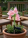Solar Flower Stake Light Outdoor Garden Decorative Lily Lawn Lamp