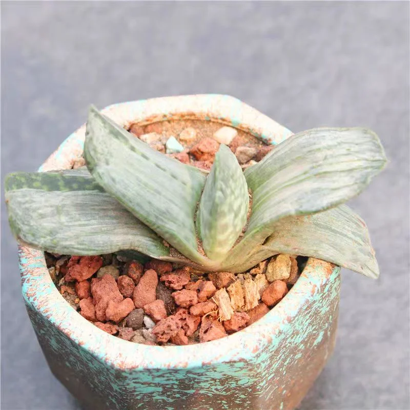 plant Aeonium Echeveria Haworthia  Caudex  Lithops Cactus  Agave 