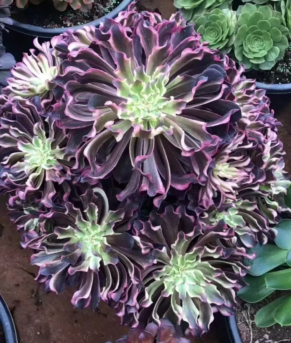 379. Purple waves cluster 25-30cm cluster / Aeonium cluster/ Aeonium plants/Succulent plants / Garden landscape / Carefully select healthy plants