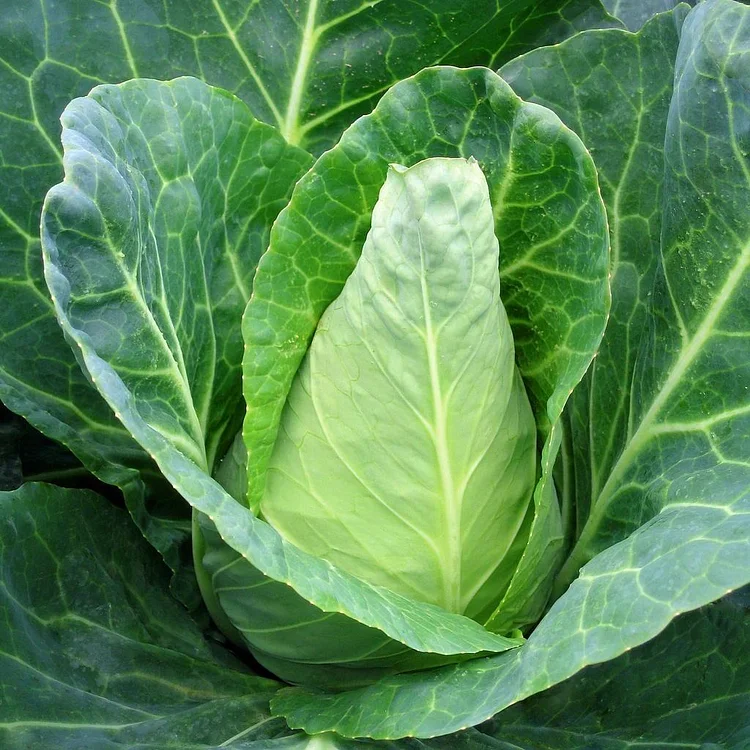 Cabbage Caraflex F1 Organic