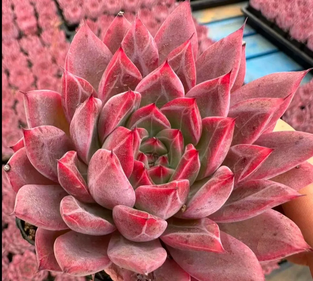 plant Aeonium Echeveria Haworthia  Caudex  Lithops Cactus  Agave 
