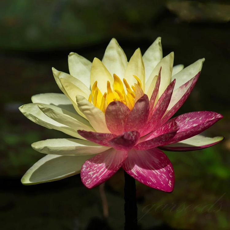 Dual-Color Lotus Seeds🪷Queen of Change