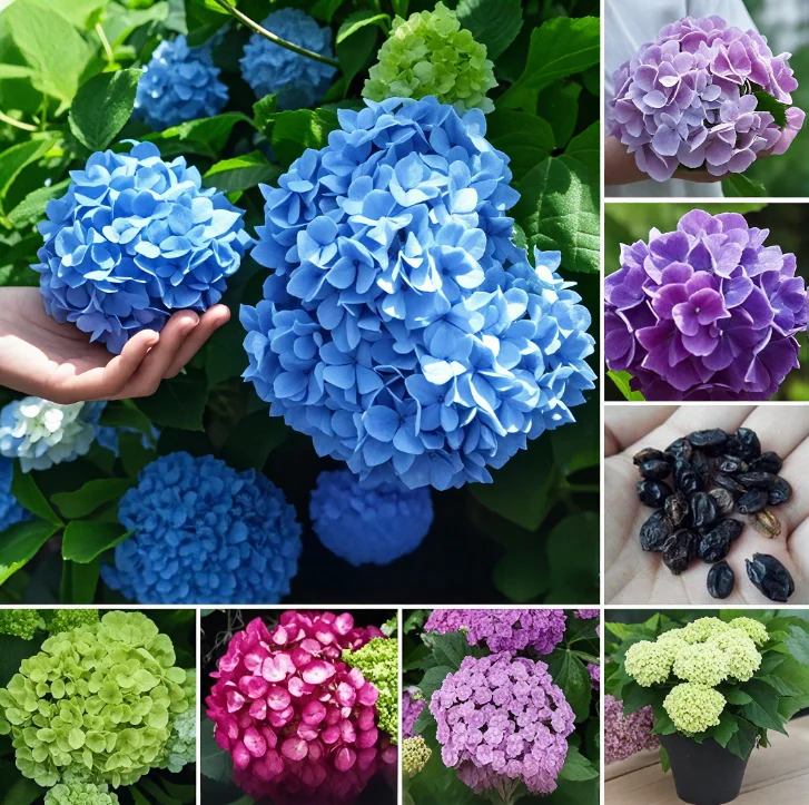 Mixed Color Hydrangea Seeds for Planting