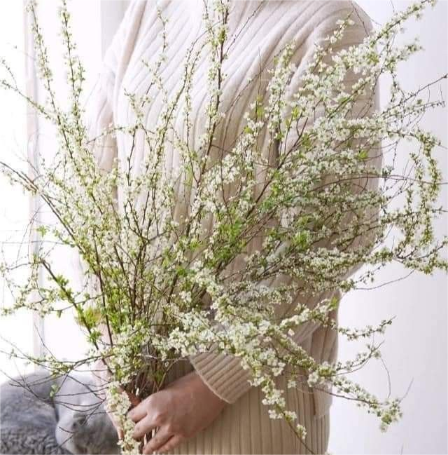 Snow Willow Seeds-Spray Snowflakes