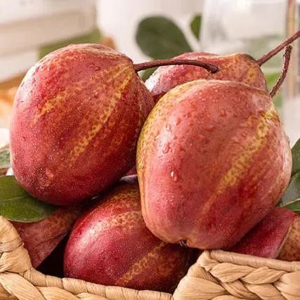 Pyrus pyrifolia 'Nijisseiki'🌈Rainbow Pear Seeds