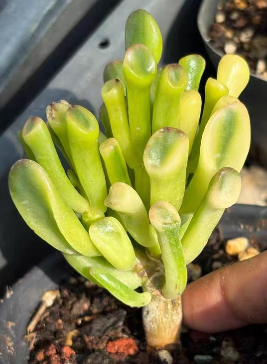 plant Aeonium Echeveria Haworthia  Caudex  Lithops Cactus  Agave 