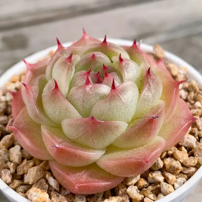 plant Aeonium Echeveria Haworthia  Caudex  Lithops Cactus  Agave 
