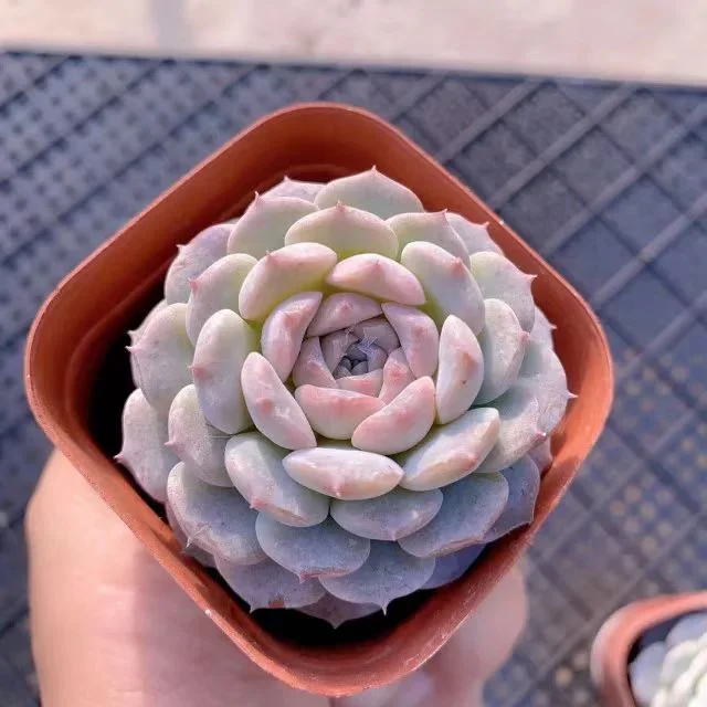 plant Aeonium Echeveria Haworthia  Caudex  Lithops Cactus  Agave 
