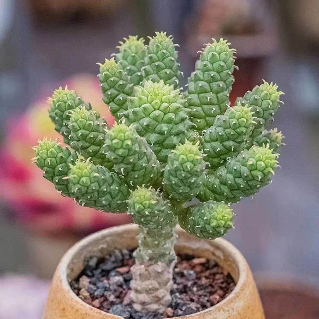 940.Euphorbia inermis blade width 4-5cm/Caudex/ Succulent plants / Garden landscape / Carefully select healthy plants