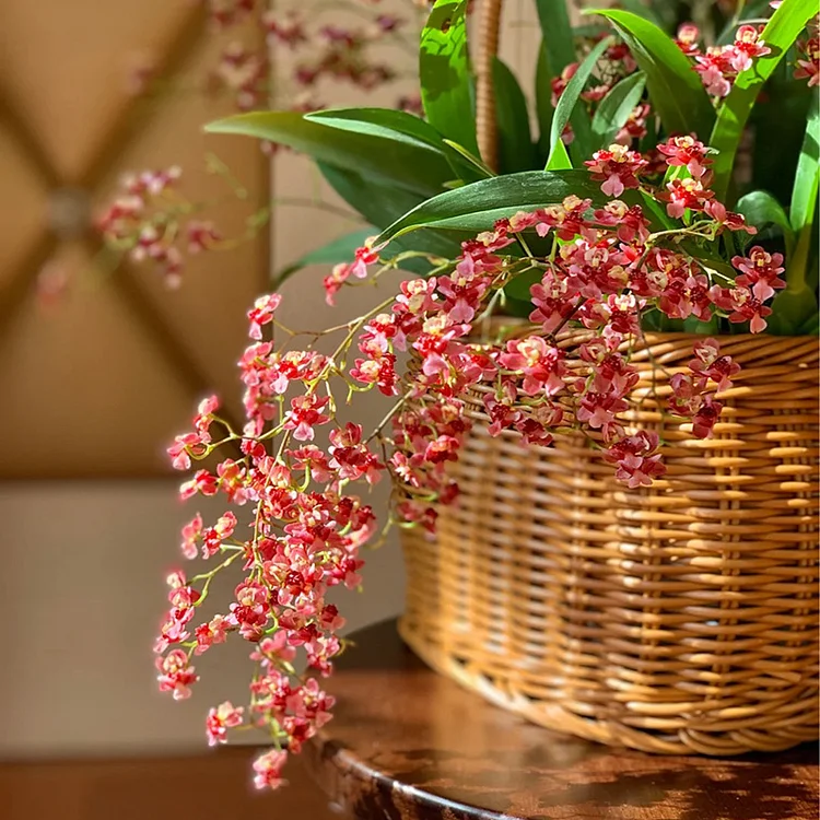 🌺Oncidium Orchid Seeds - Symbolizes Happiness and Prosperity