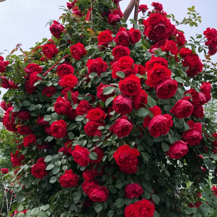 Beautiful Climbing Rose Seeds🌸 Easy to grow, and sure to bloom in full glory!