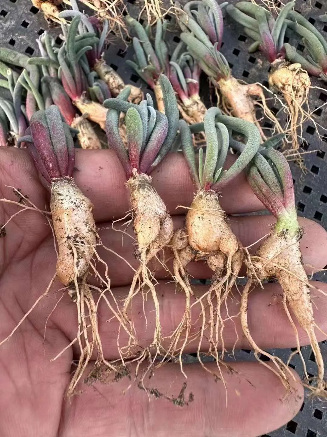 plant Aeonium Echeveria Haworthia  Caudex  Lithops Cactus  Agave 