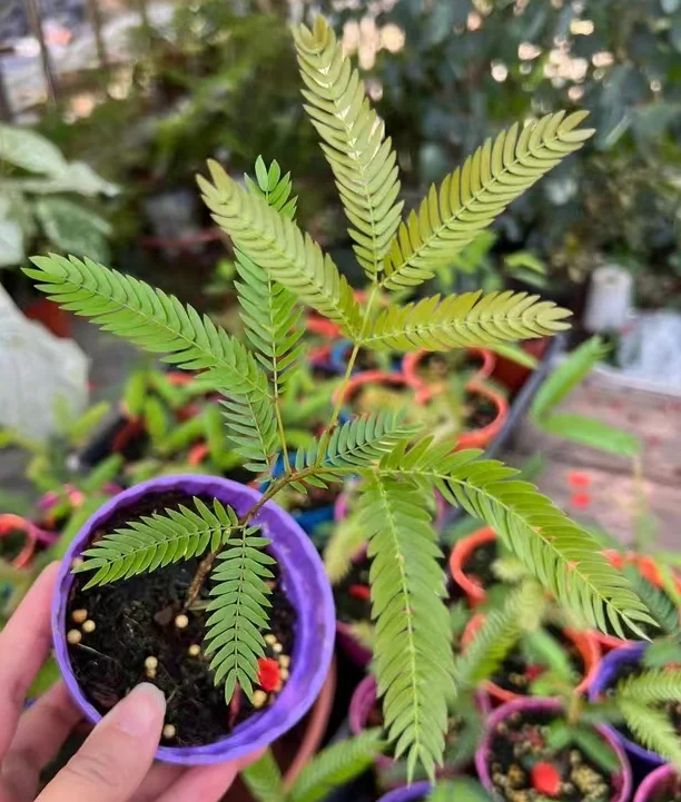 plant Aeonium Echeveria Haworthia  Caudex  Lithops Cactus  Agave 