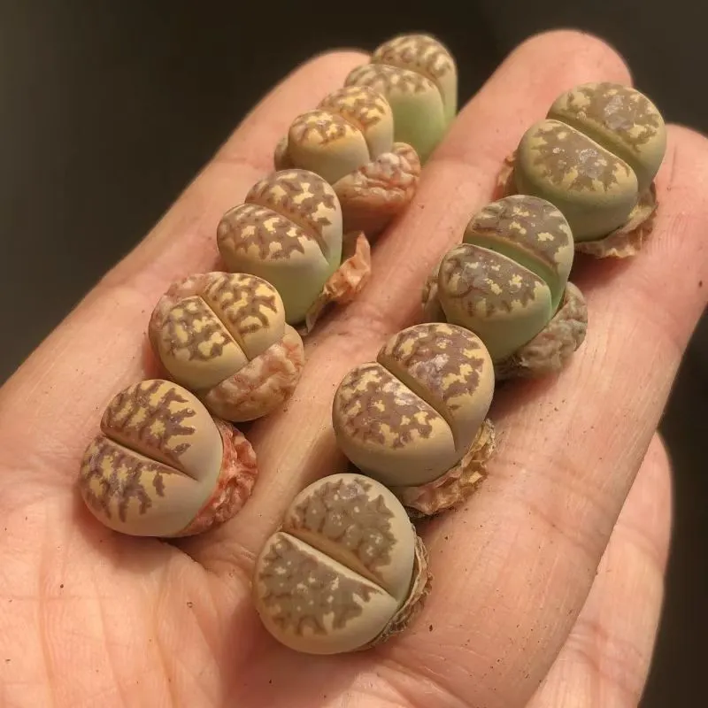 plant Aeonium Echeveria Haworthia  Caudex  Lithops Cactus  Agave 