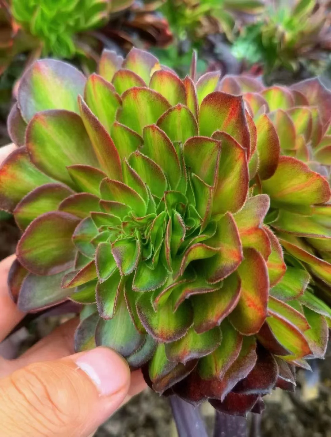 plant Aeonium Echeveria Haworthia  Caudex  Lithops Cactus  Agave 