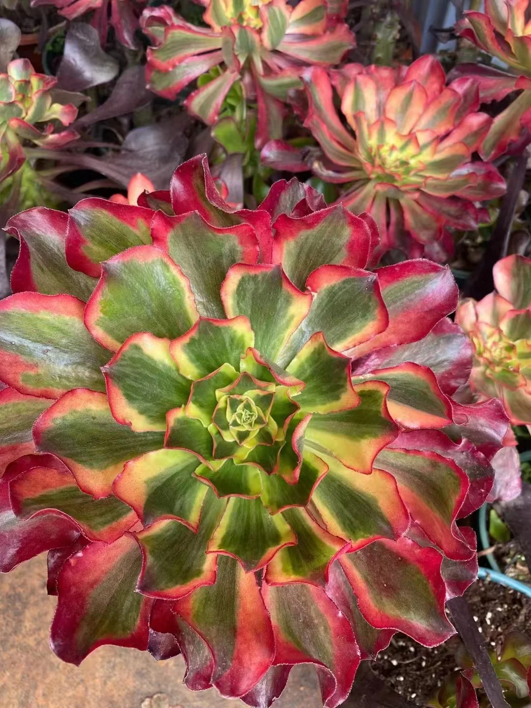 plant Aeonium Echeveria Haworthia  Caudex  Lithops Cactus  Agave 