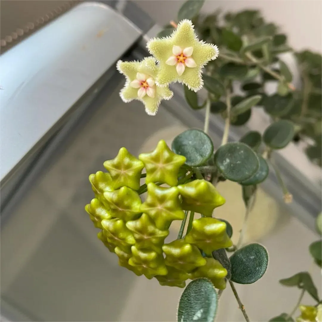 Hoya Seeds - Stars falling from the sky✨