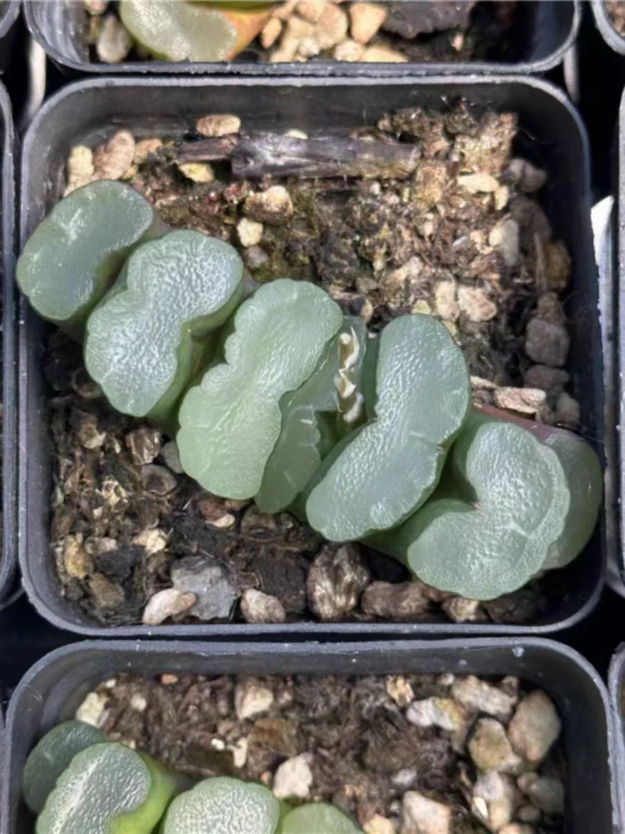 bjbm36. Haworthia truncata Okubo 5-6cm/ Haworthia/ Succulent plants / Garden landscape / Carefully select healthy plants