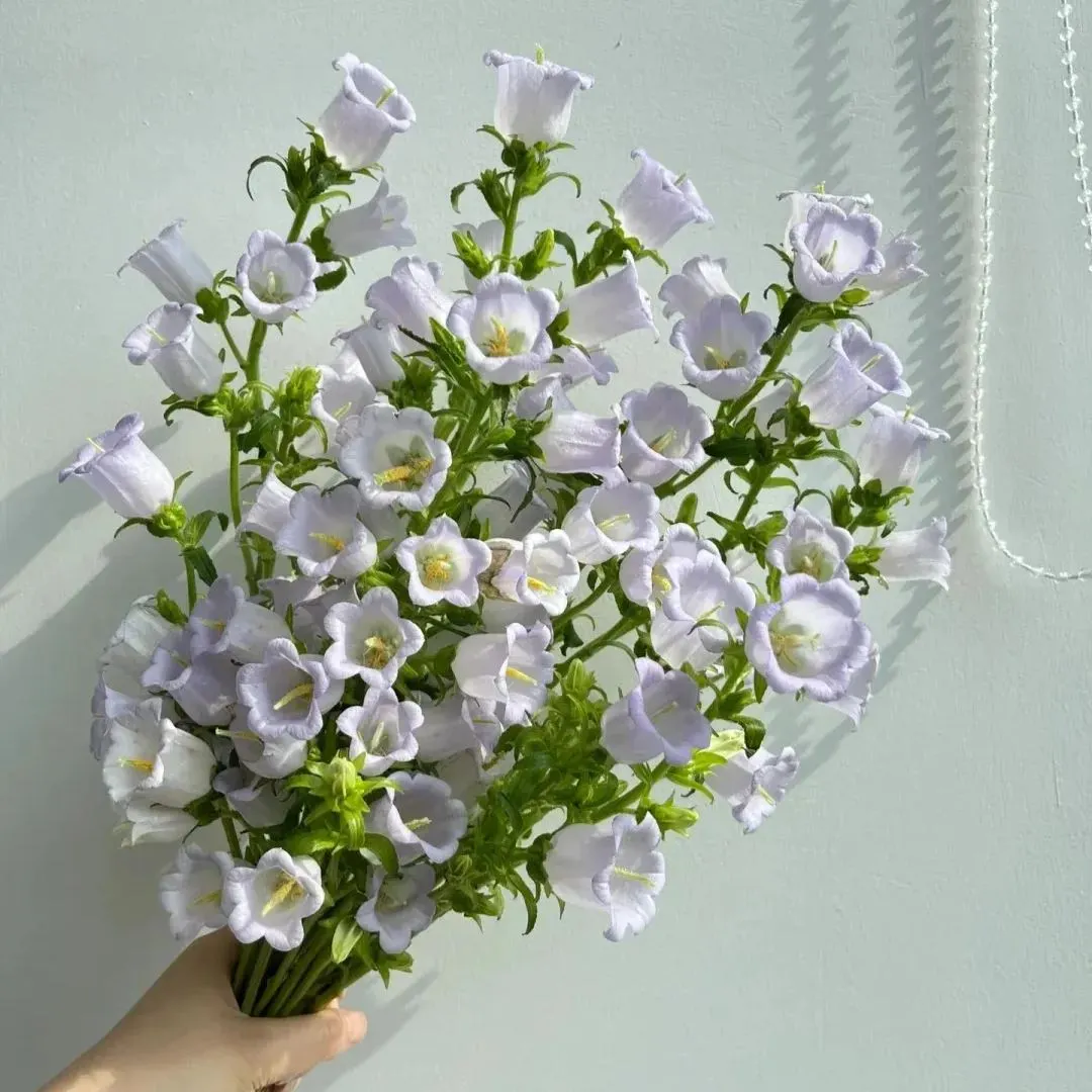 Campanula Seeds, Potted Flower Seeds