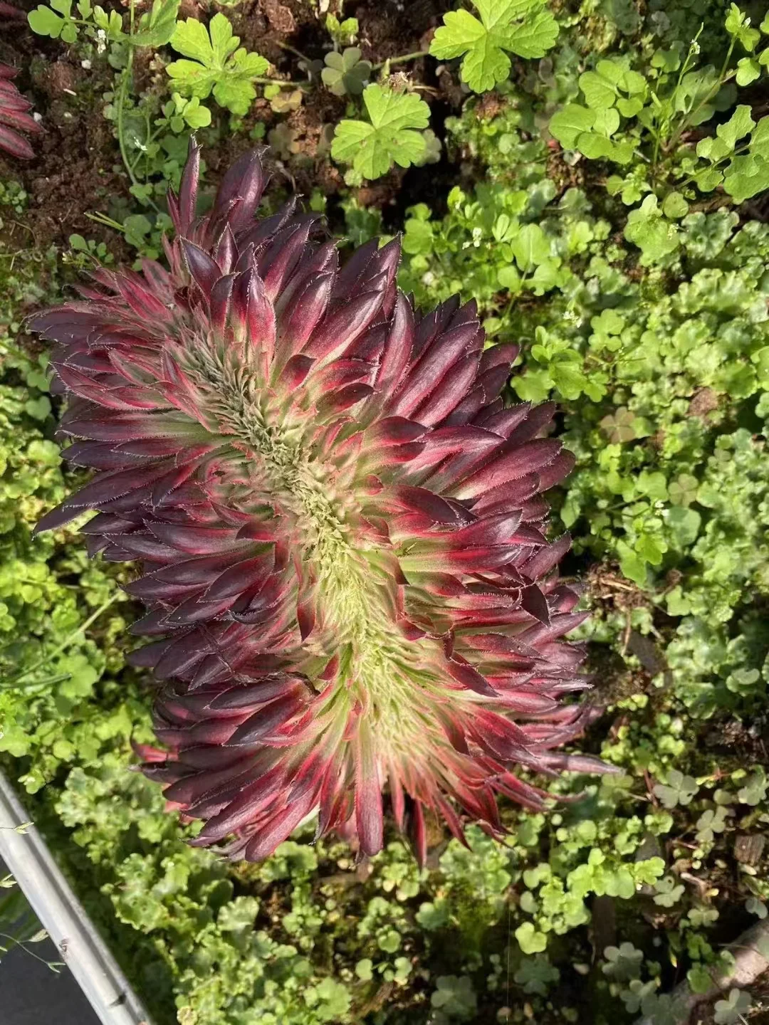 plant Aeonium Echeveria Haworthia  Caudex  Lithops Cactus  Agave 