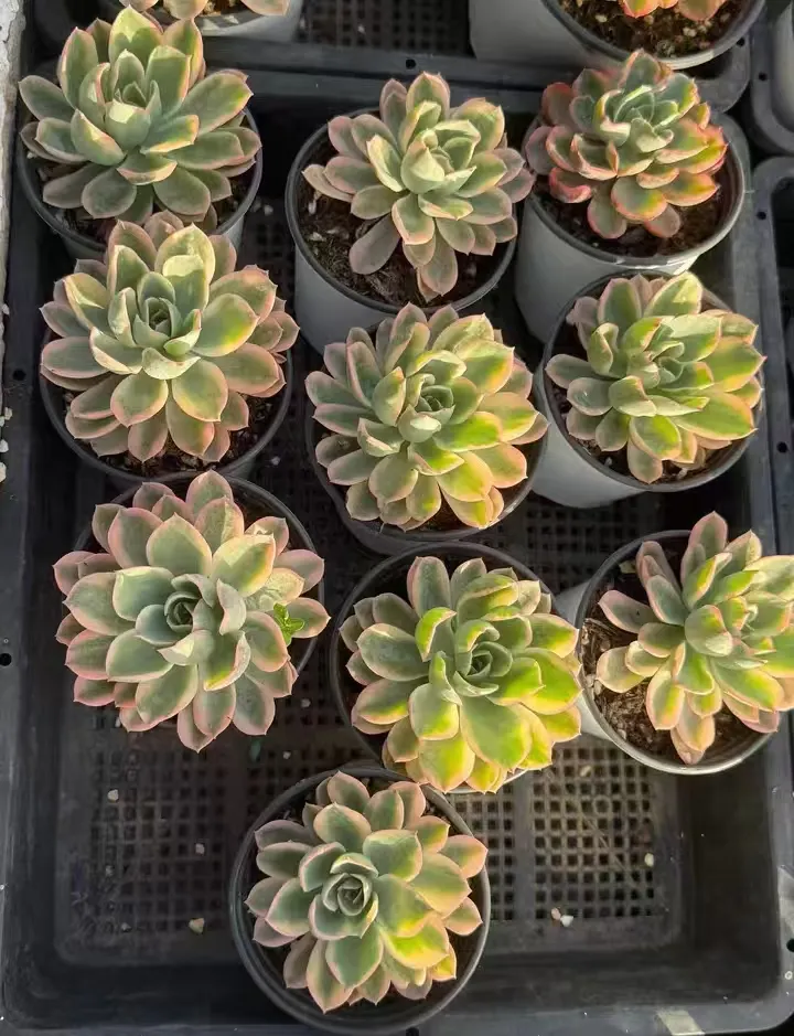 plant Aeonium Echeveria Haworthia  Caudex  Lithops Cactus  Agave 
