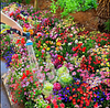 💝Last day clearance💝Mixed Perennial Flowers Seeds-Over 60 kinds mixed