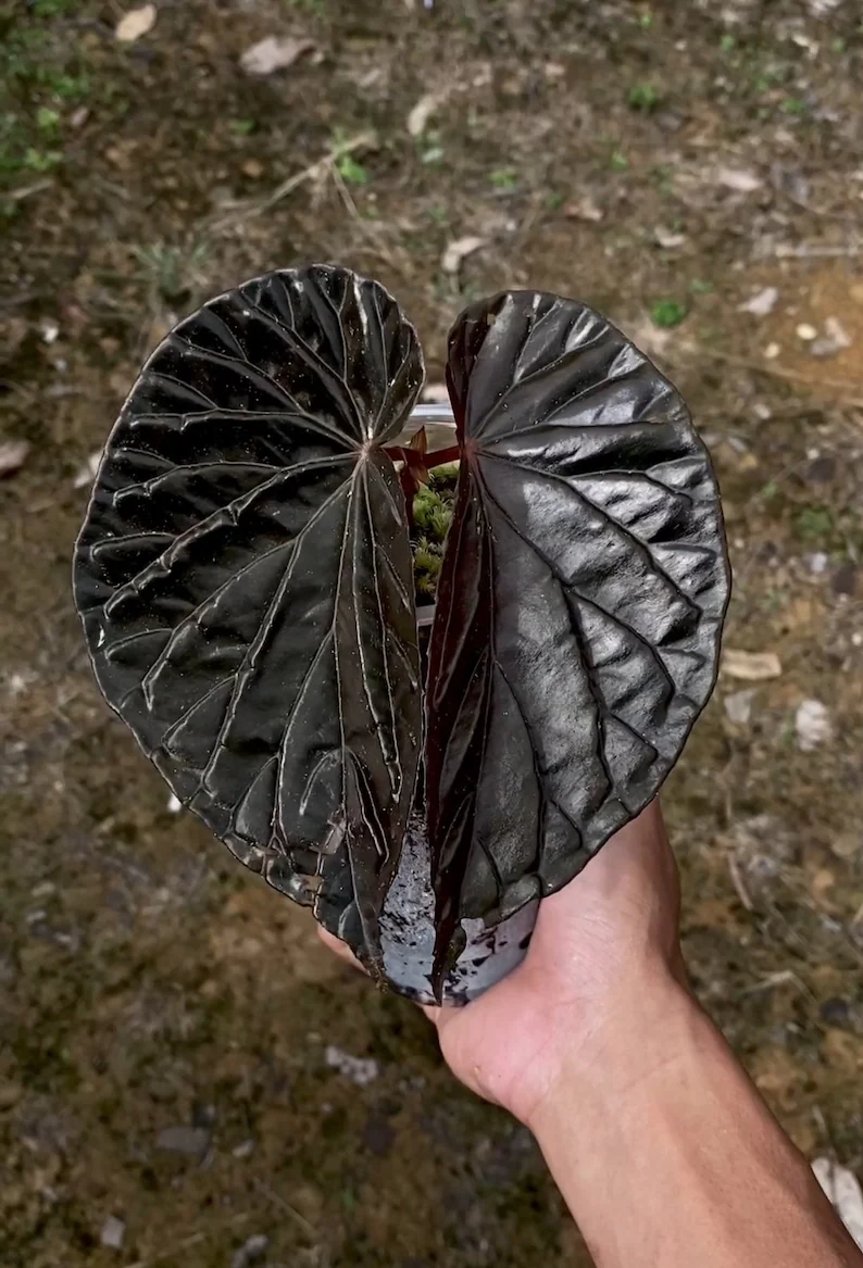 Begonia Black Blood Seeds