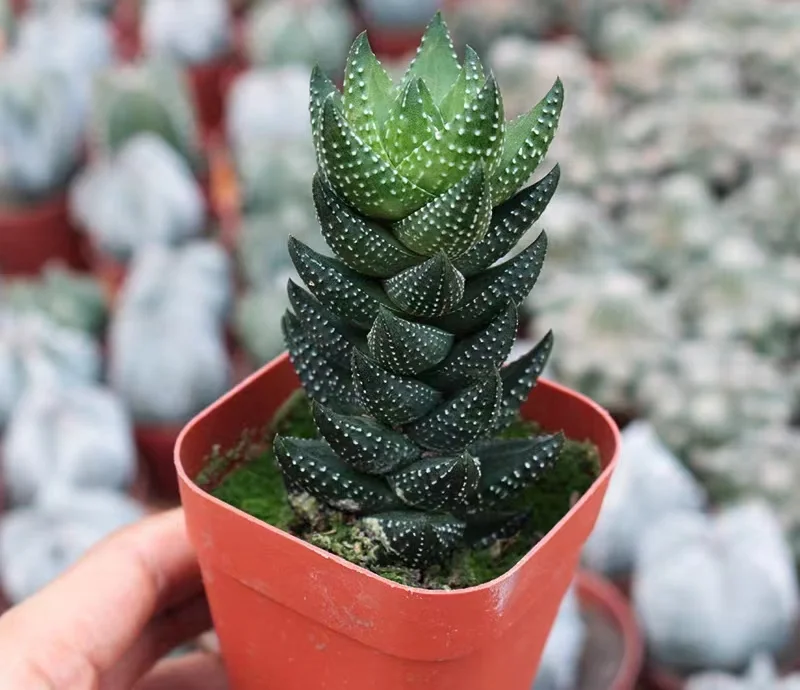 hts23.Haworthia H. coarctata f. chalwiniiH 4-5cm/ Haworthia/ Succulent plants / Garden landscape / Carefully select healthy plants