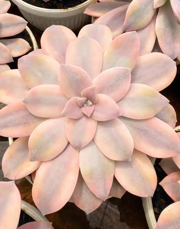 plant Aeonium Echeveria Haworthia  Caudex  Lithops Cactus  Agave 