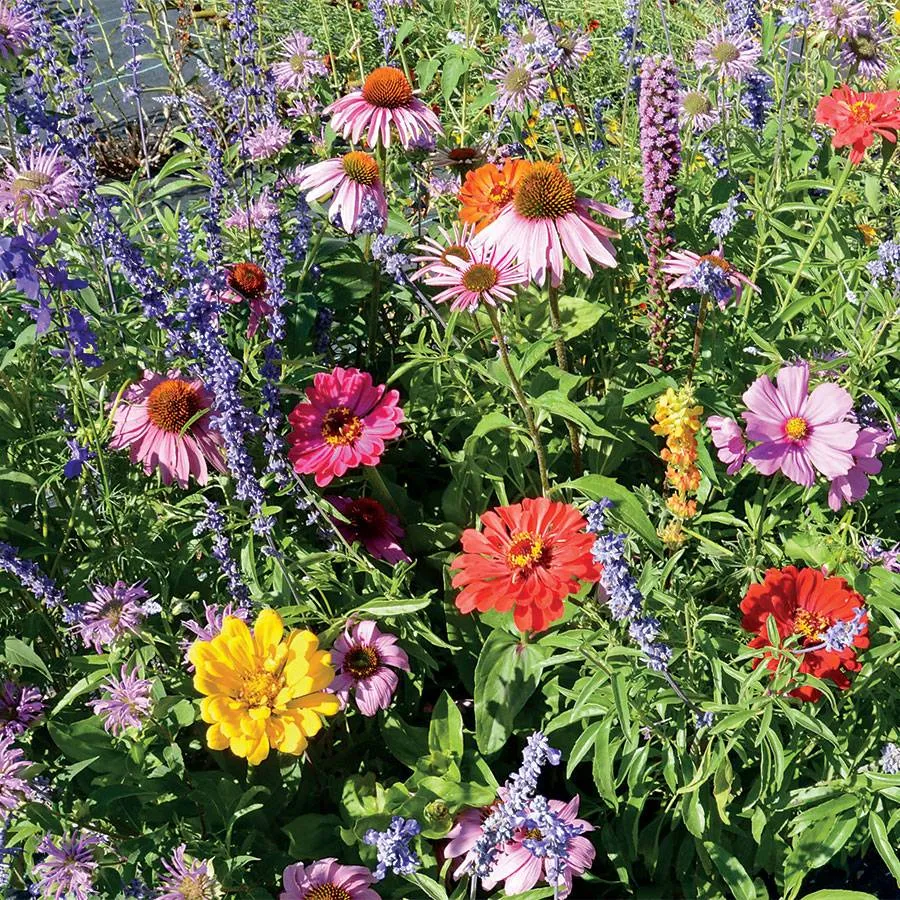 Bumblebee Buffet Wildflower Mix Seeds Jonyparkseed®